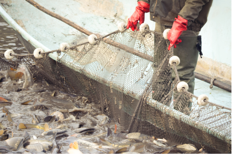 Overfishing is one culprit, but climate change also is a problem.