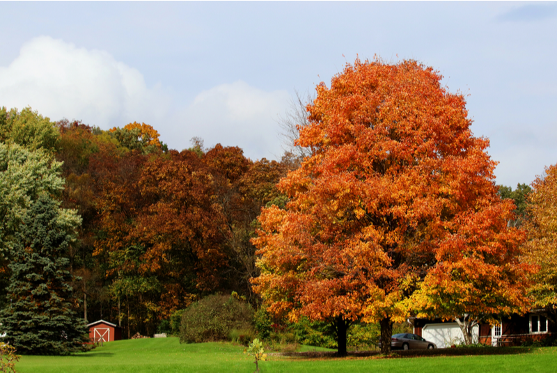 Maple trees and other landscaping can help reduce energy costs.